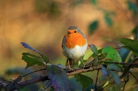 le rouge gorge