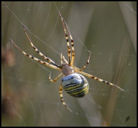 Argiope bruennichi