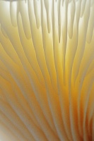 champignon-2012.4