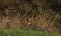 Renard dans les herbes