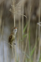 Rousserolle effarvatte 