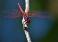 Tritemis anulata