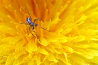 L'araignée et le pissenlit