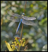 Anax imperator