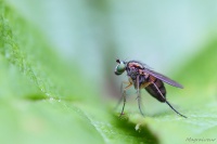 La mouche aux yeux verts