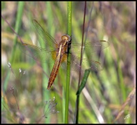 Crocothémis femelle