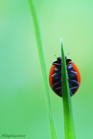 Coccinelle autrement