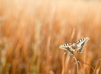 Machaon