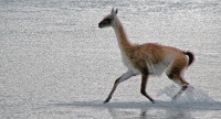 La course du Guanaco