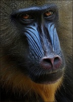 Mandrill