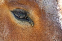 Cheval dans l'oeil