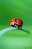 Coccinelle4