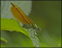 Colopterys virgo  femelle