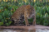 Pantanal, le Jaguar