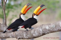 Pantanal, le toucan toco