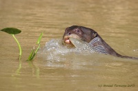 Pantanal, la loutre géante
