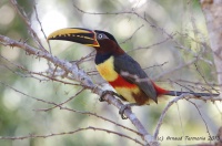 Pantanal, Araçari