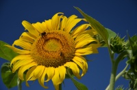 Abeilles sur tournesol