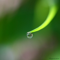 Goutte de rosée