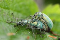Accouplement