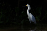 Aigrette neigeuse