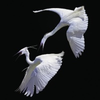 Combat de deux aigrettes garzettes