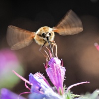 Bombyle