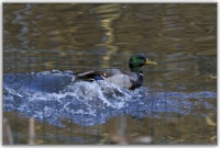 GERBE D'EAU SUR UN GRILLAGE