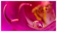 Orchidée1