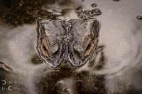 Face à Face - Alligator de Floride