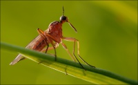 Empis trigramma