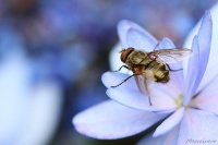 Mouche de dos