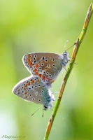 Accouplement Argus