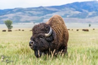 Face à face - Bison du Wyoming