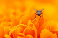 Macro couleur d'été