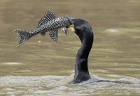 Le rio Paraguay n'est pas un long fleuve tranquille!