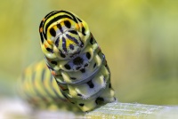 Chenille de machaon