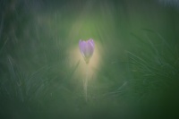 crocus