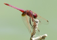 Le Dragon Pourpre