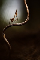 Empusa pennata