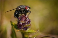 Sarcophaga carnaria