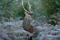 Jeune cerf