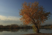 L'arbre et l'étang