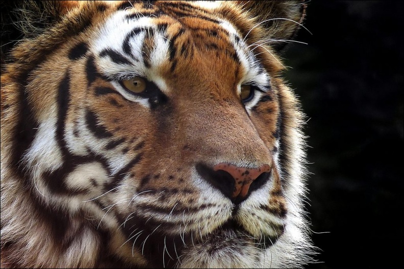 CI Sa Majesté Panthera tigris.jpg