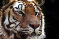 Sa Majesté Panthera tigris