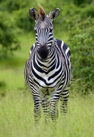 Zèbre à Ruaha