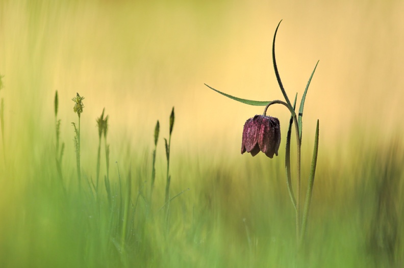 web_Fritillaria_meleagris_2014-05-05_08-55-13.jpg