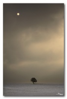 L'arbre et le soleil