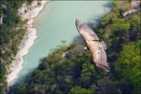 Vautour Fauve des Gorges du Verdon