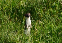 DSC 0052b